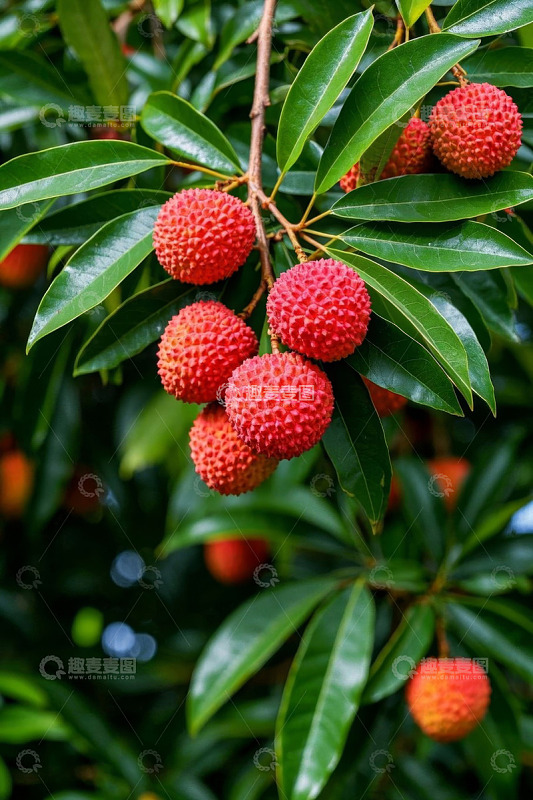 枝头成熟荔枝特写