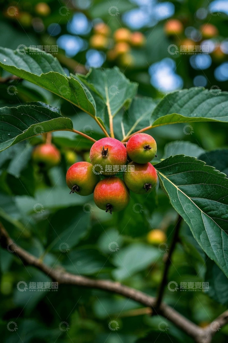 高清大图下载【趣麦麦图】枝头红绿相间的果实特写