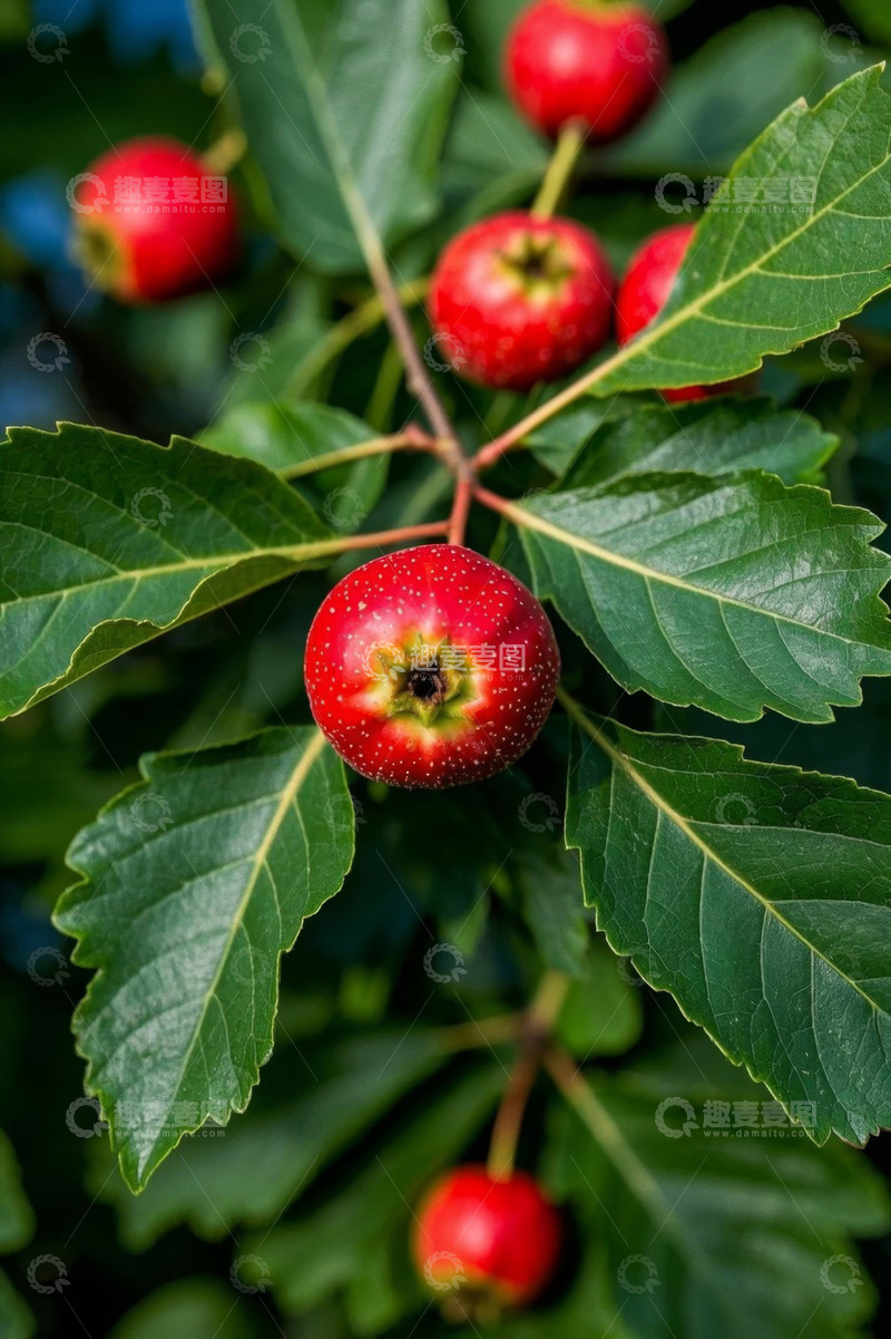 高清大图下载【趣麦麦图】红山楂与绿叶特写