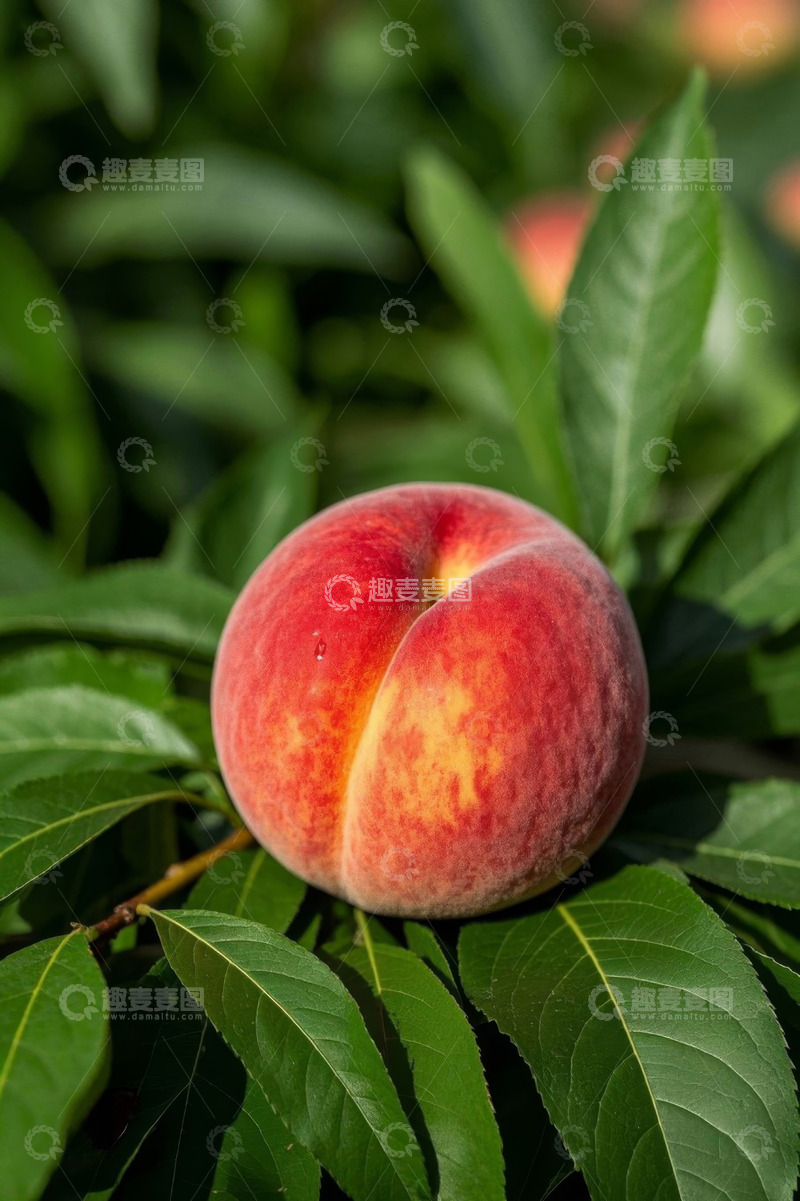 高清大图下载【趣麦麦图】枝头成熟饱满的鲜桃