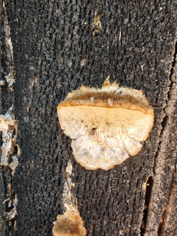 木纹背景真菌生长特写