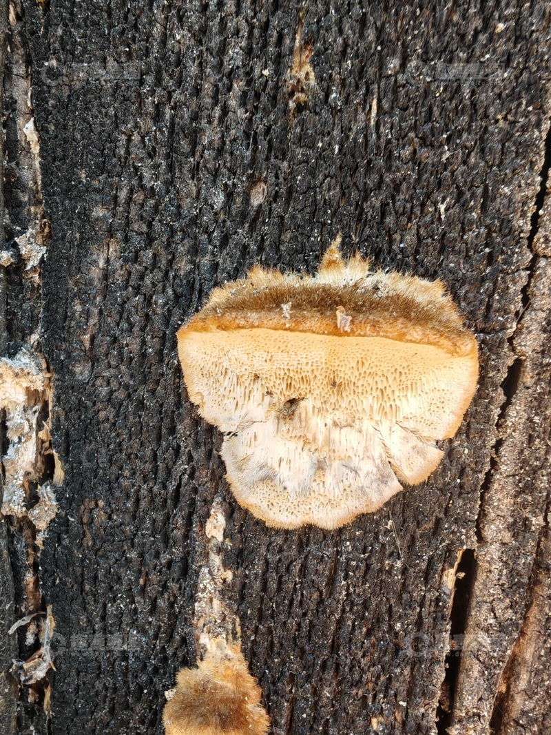高清大图下载【趣麦麦图】木纹背景真菌生长特写