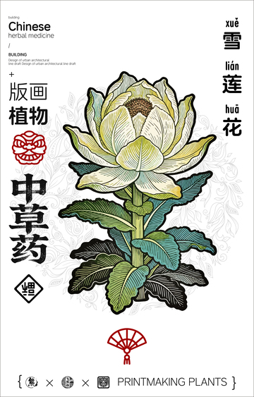 雪莲花中草药线稿版画海报