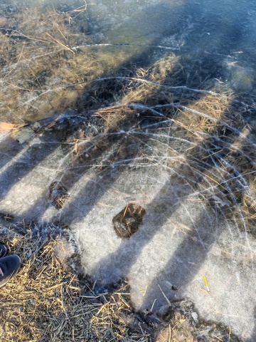 冬日冰面草丛景象