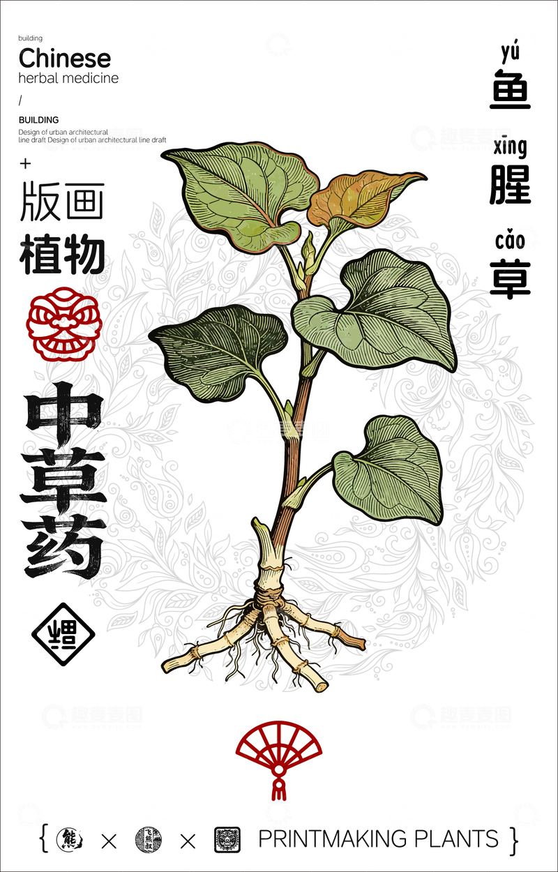 源文件下载【趣麦麦图】鱼腥草中草药线稿版画海报