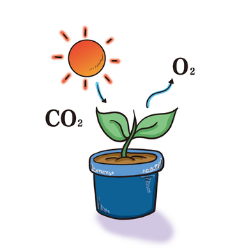 盆栽植物的光合作用示意插画