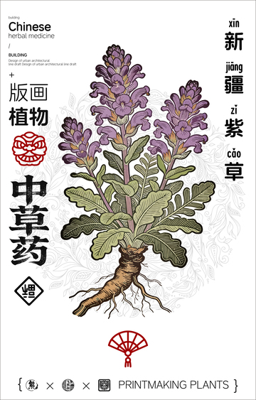 新疆紫草中草药线稿版画海报