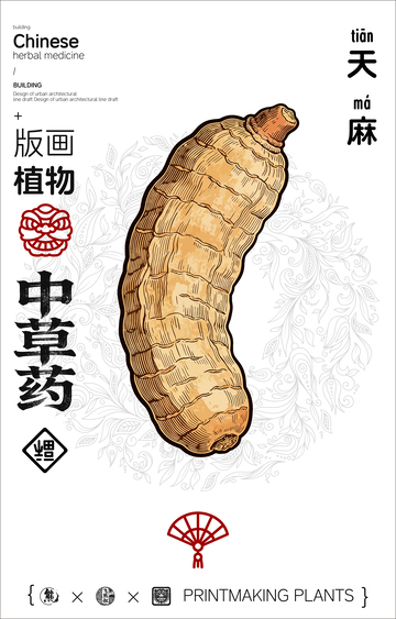 天麻中草药线稿版画海报
