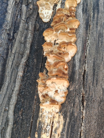 树干真菌生长特写