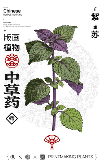 中草药线稿版画海报
