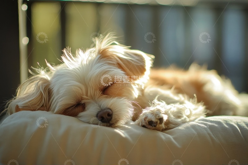 高清大图下载【趣麦麦图】阳光下睡觉的可爱小白狗