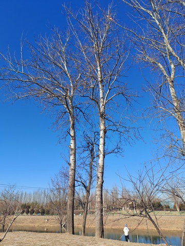 冬日枯树湖水景观