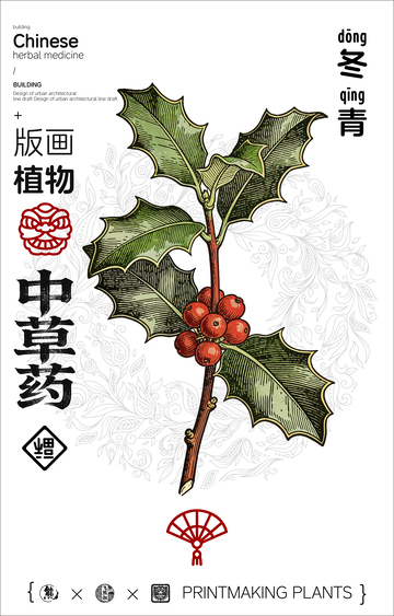 冬青中草药线稿版画海报