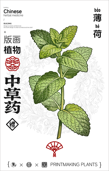 薄荷中草药线稿版画海报