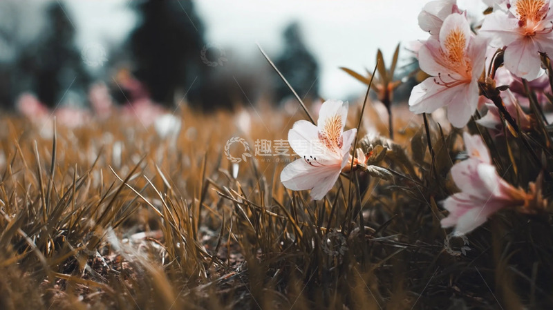 高清大图下载【趣麦麦图】柔瓣翠茵裹的野芳柔光