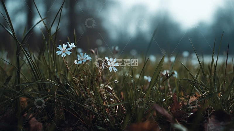 高清大图下载【趣麦麦图】柔光浅蕊里的清野草甸