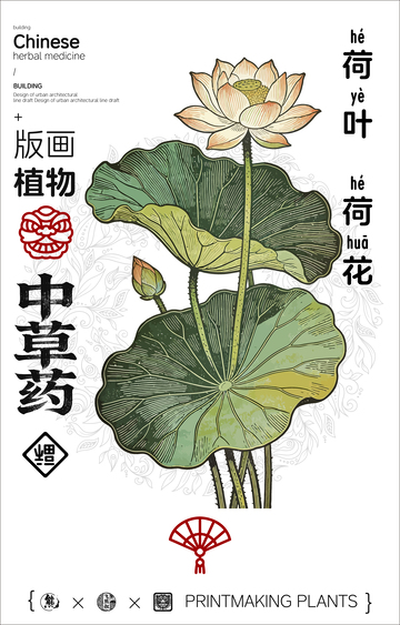 荷叶荷花中草药线稿版画线稿海报