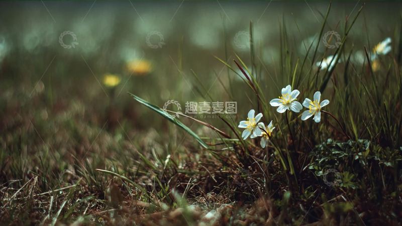 高清大图下载【趣麦麦图】野芳繁簇间的草甸清野