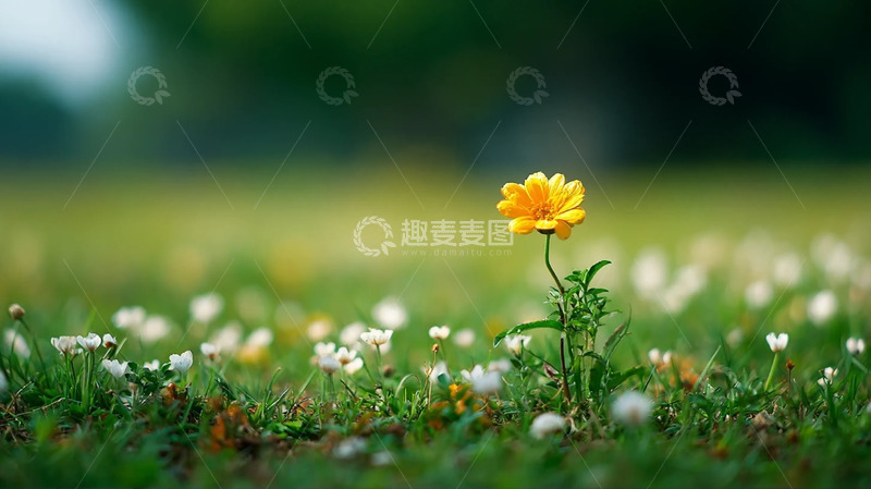 高清大图下载【趣麦麦图】疏丛杂花间的一朵黄花
