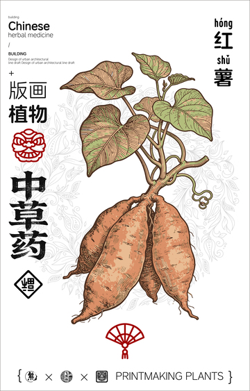 红薯中草药线稿版画海报
