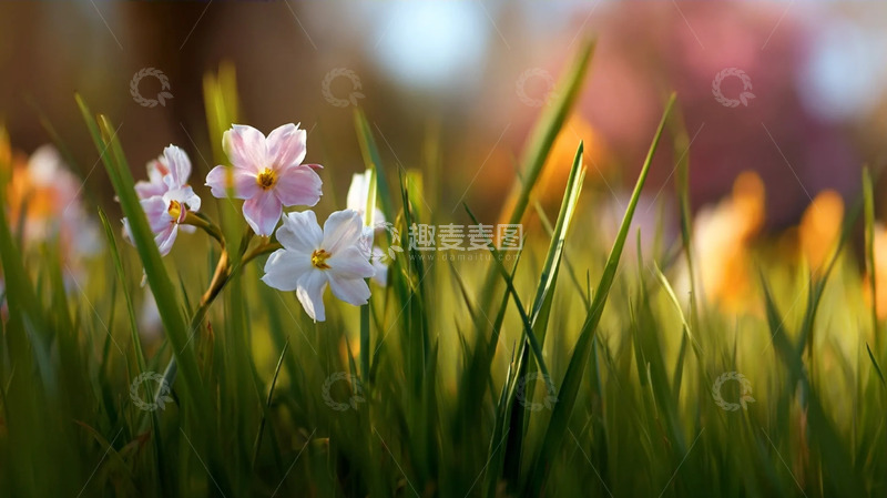 高清大图下载【趣麦麦图】晴光浅香里的疏花翠茵