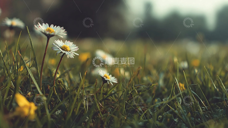 高清大图下载【趣麦麦图】杂花白黄间的翠茵疏丛