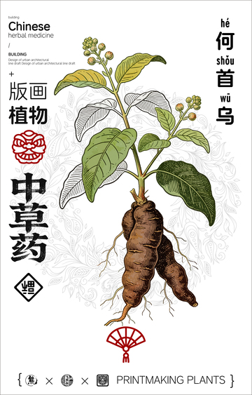 何首乌中草药线稿版画海报