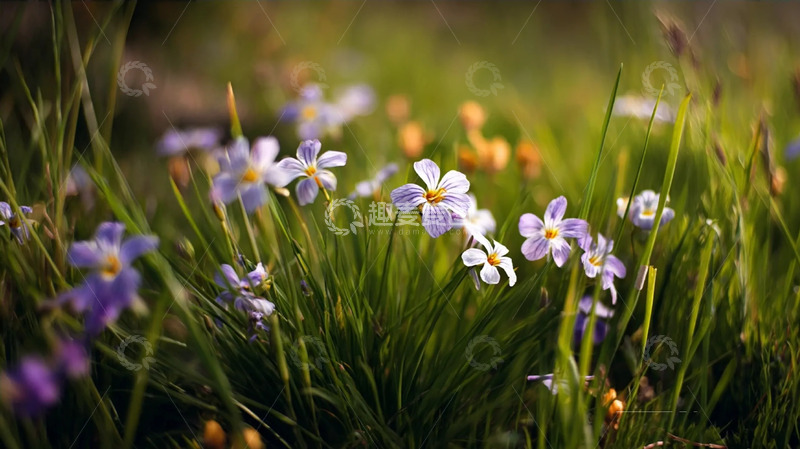 高清大图下载【趣麦麦图】野卉轻芳裹的草甸柔瓣