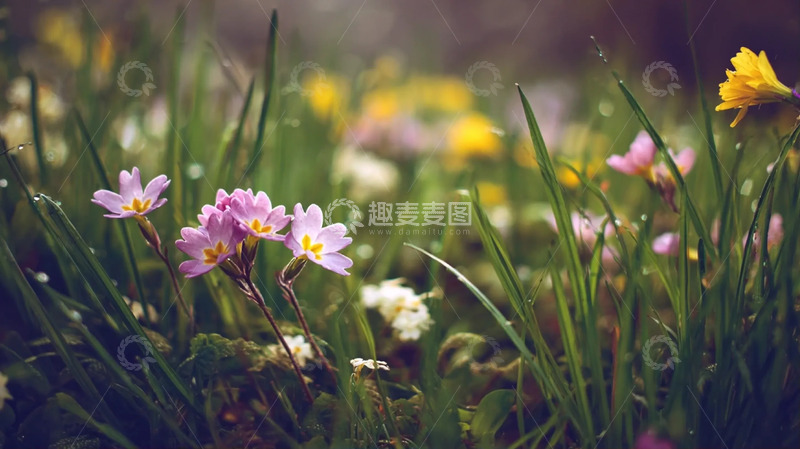 高清大图下载【趣麦麦图】草甸幽丛中的野卉柔瓣