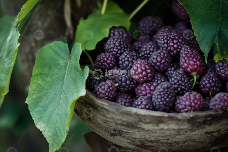 高清大图下载【趣麦麦图】一盆新鲜的桑葚