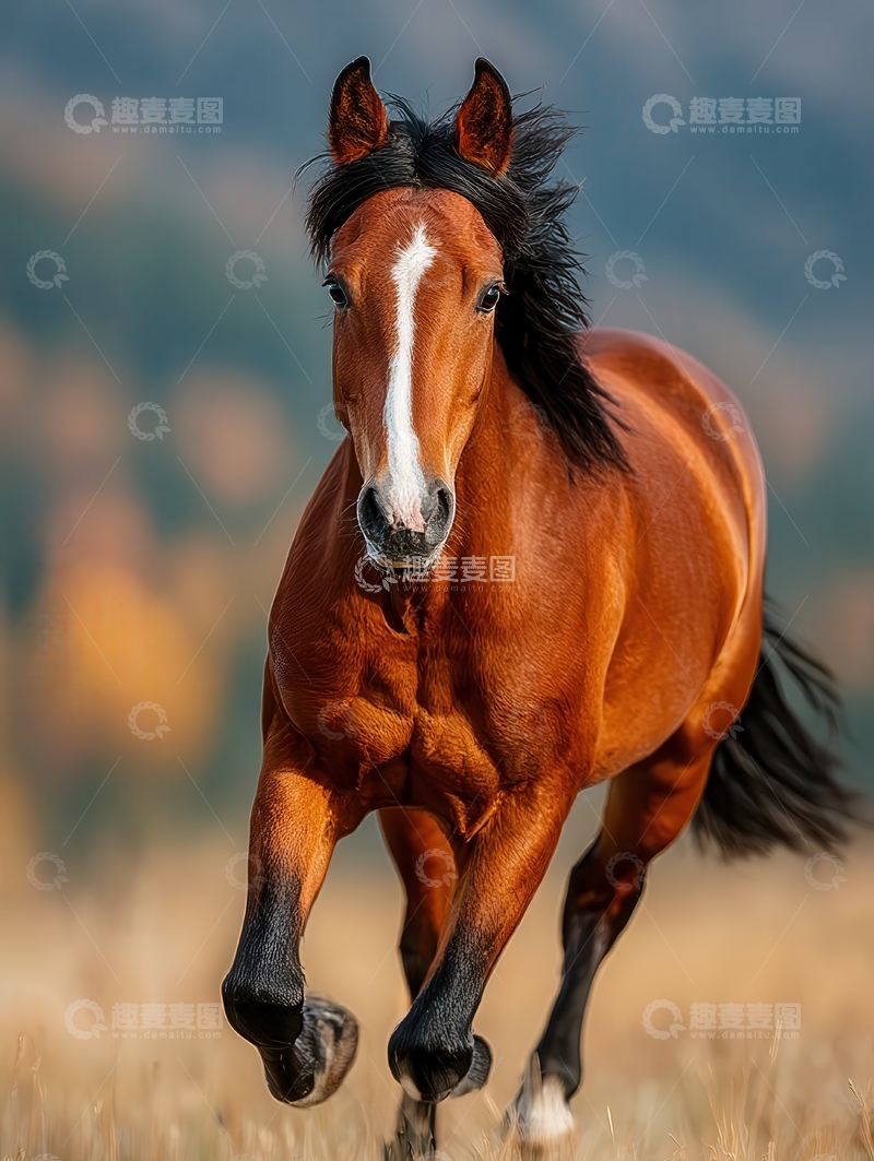 高清大图下载【趣麦麦图】冷血马  沙色   沉着  