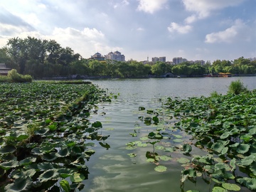 荷塘城市景观自然风光