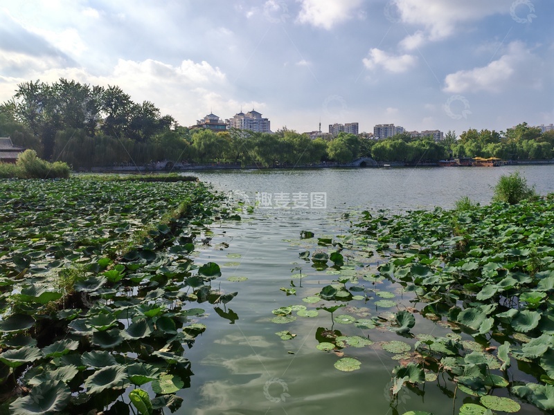 高清大图下载【趣麦麦图】荷塘城市景观自然风光