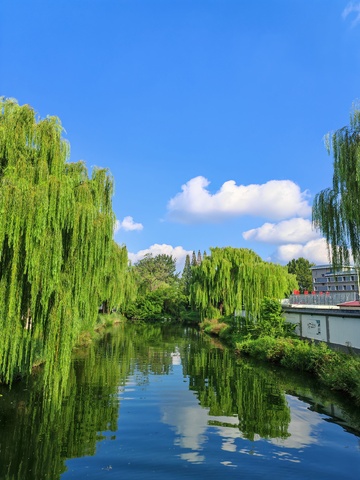 河畔柳影蓝天白云