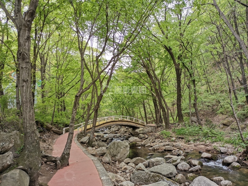 高清大图下载【趣麦麦图】-森林植被小桥