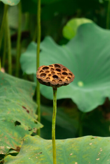 枯荷残叶秋意浓