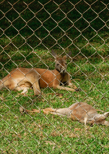 铁丝网内袋鼠休憩摄影