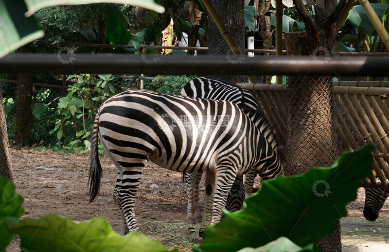 高清大图下载【趣麦麦图】动物园斑马觅食