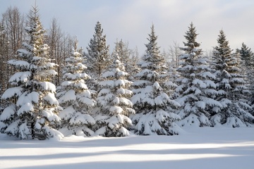 冬季矮松树林美景