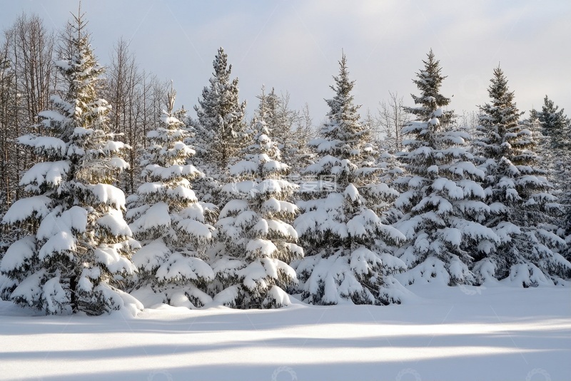 高清大图下载【趣麦麦图】冬季矮松树林美景