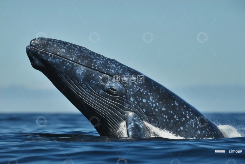 高清大图下载【趣麦麦图】浮出海面的超大鲸鱼