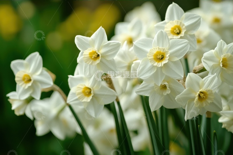 高清大图下载【趣麦麦图】一丛白色的水仙花