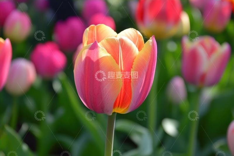高清大图下载【趣麦麦图】一朵阳光下的郁金香
