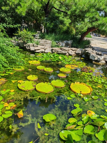 园林池塘荷叶风光