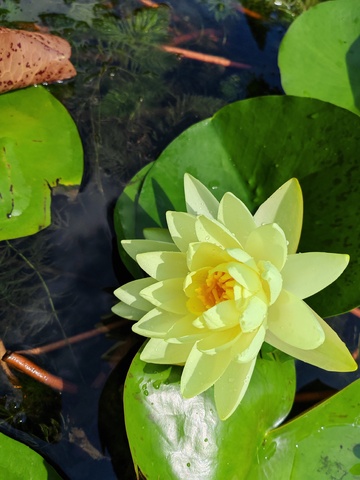 黄荷绽放水塘中