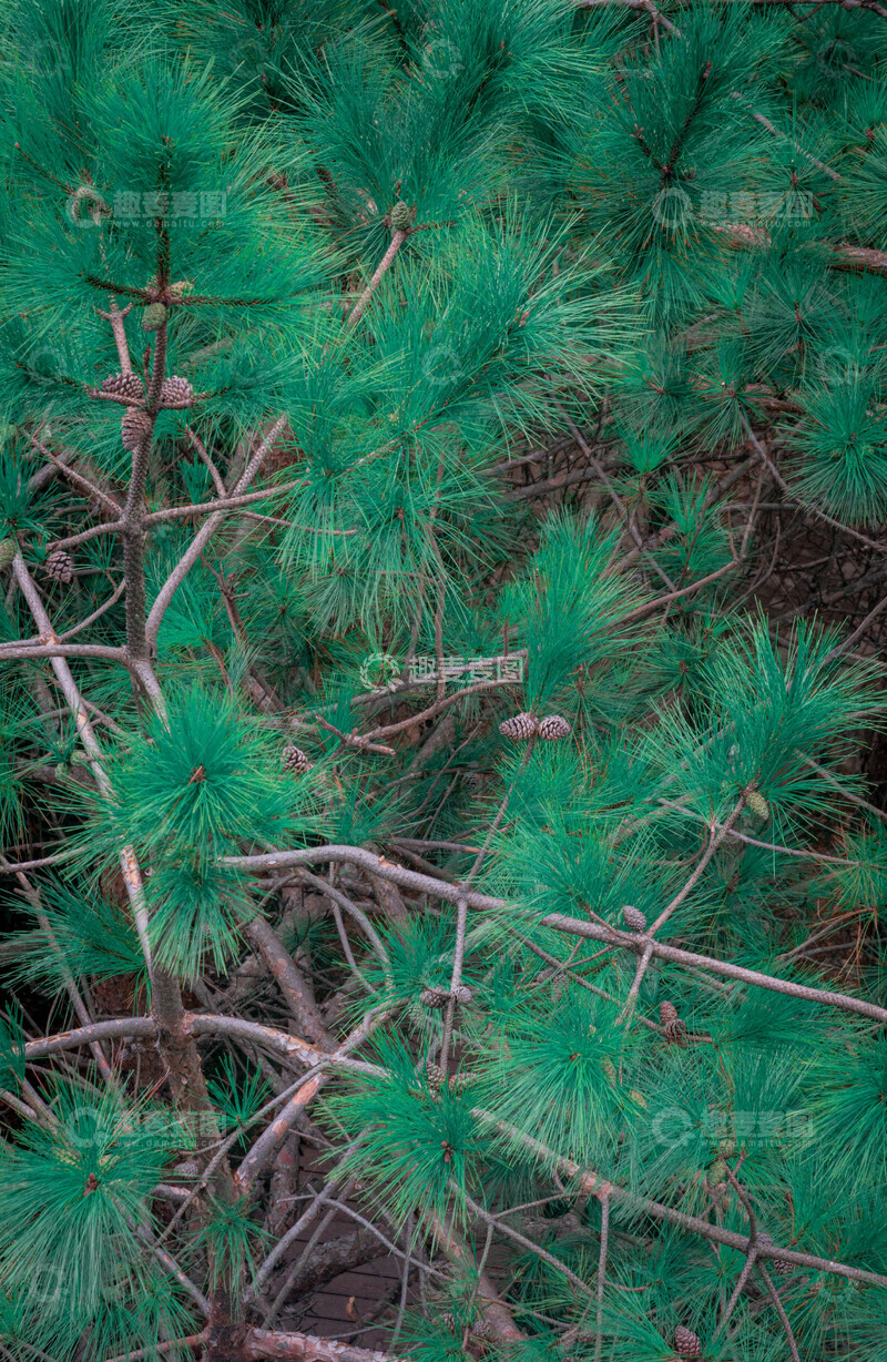 高清大图下载【趣麦麦图】-松树特写自然风光摄影