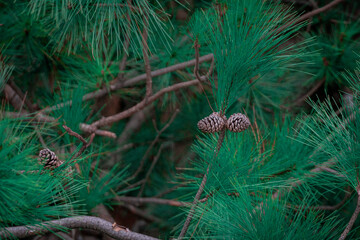 松树特写自然风光摄影