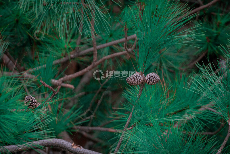 高清大图下载【趣麦麦图】松树特写自然风光摄影