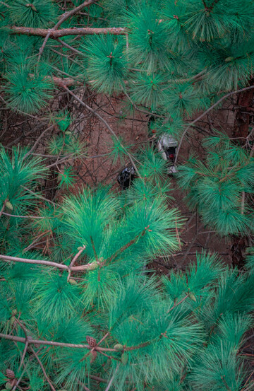 绿意盎然松树特写