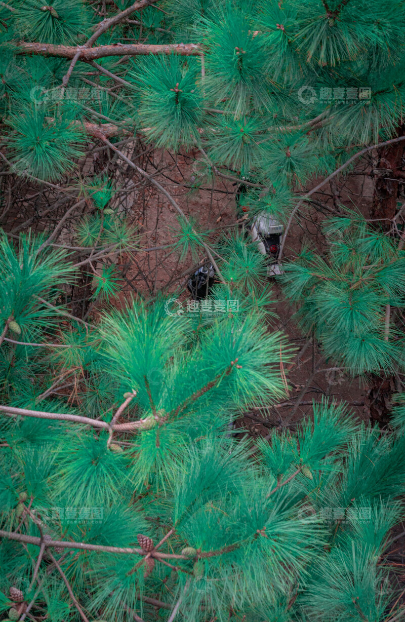 高清大图下载【趣麦麦图】-绿意盎然松树特写